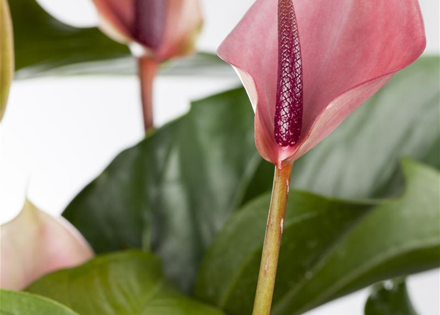 Anthurium andreanum Cherry Champion