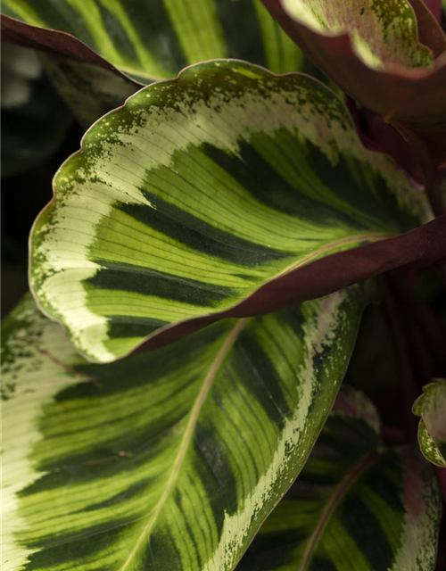 Calathea roseopicta Medallion