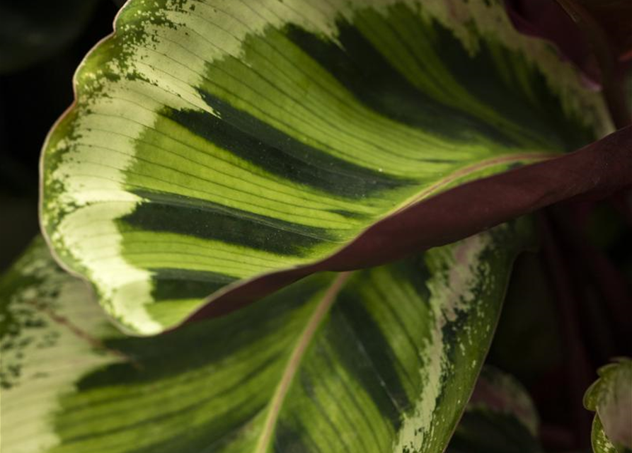 Calathea roseopicta Medallion