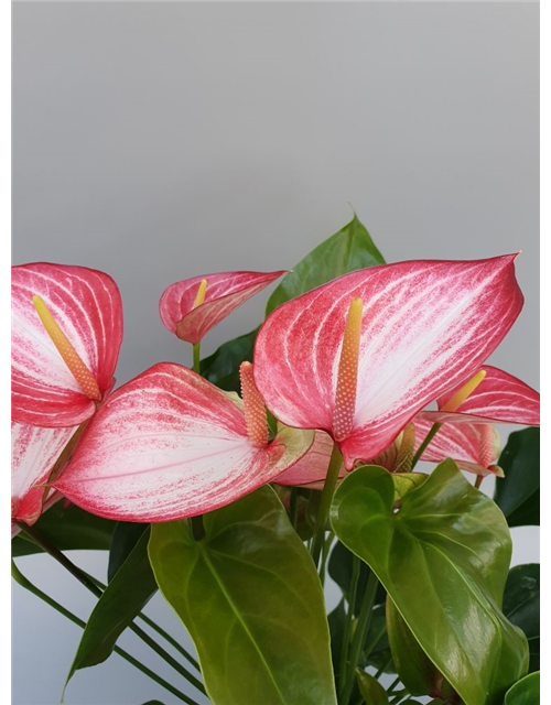 Anthurium andreanum Livium Red T17