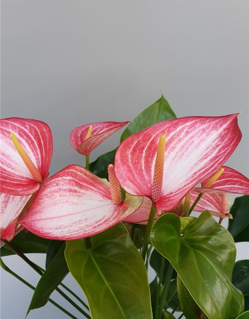 Anthurium andreanum Livium Red