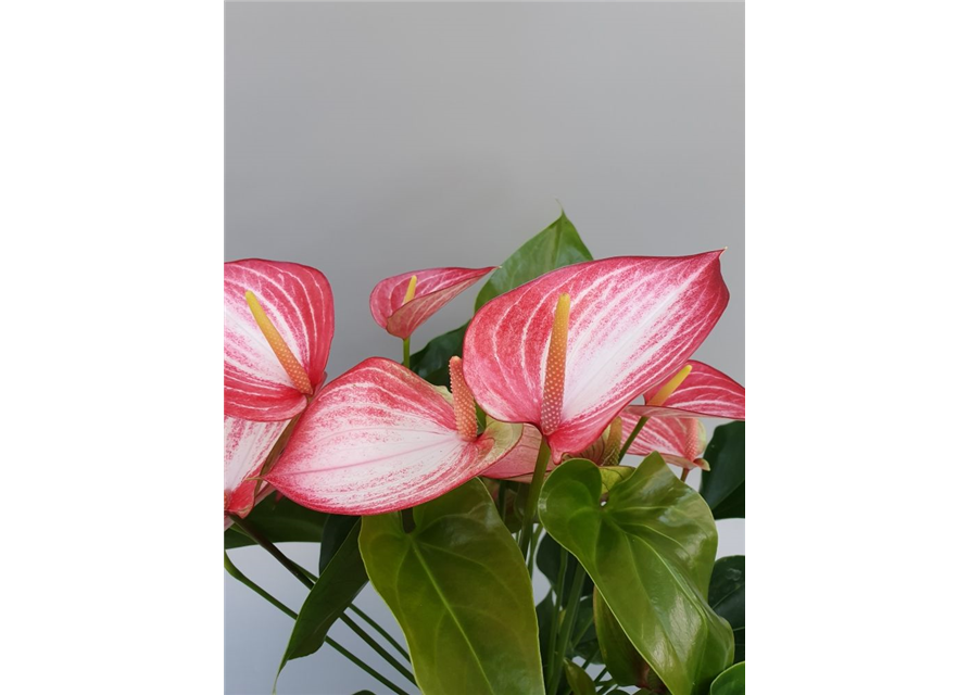 Anthurium andreanum Livium Red T17