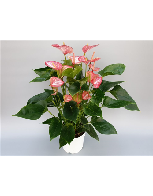 Anthurium andreanum Livium Red T17