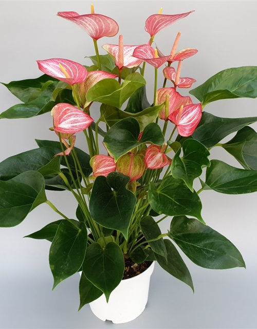 Anthurium andreanum Livium Red