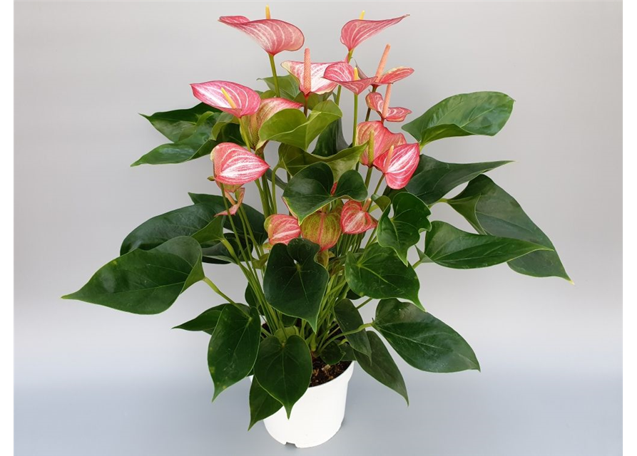 Anthurium andreanum Livium Red T17