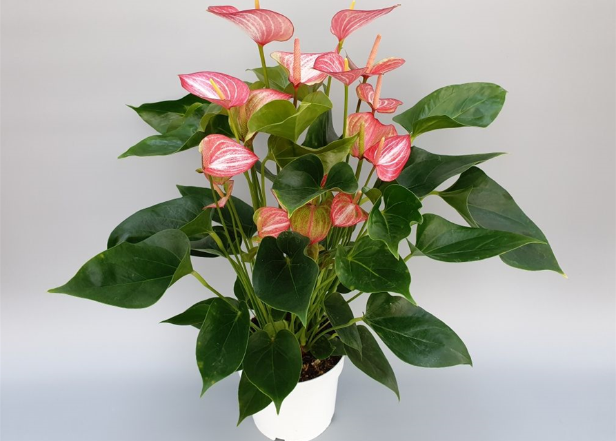 Anthurium andreanum Livium Red