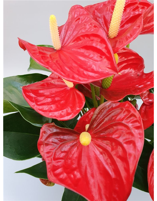 Anthurium andreanum Red Champion T14