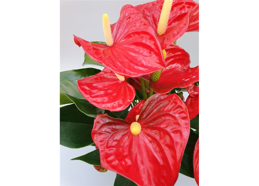 Anthurium andreanum Red Champion T14