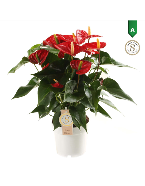 Anthurium andreanum Red Champion T14