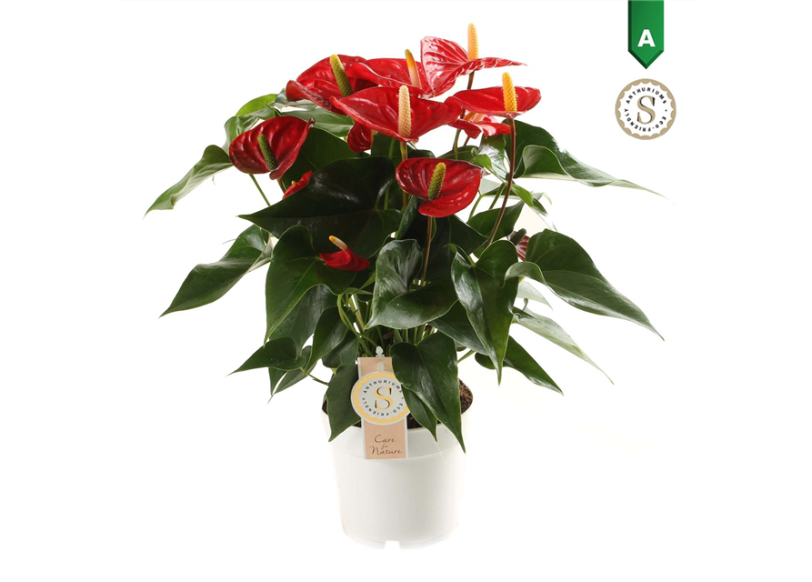 Anthurium andreanum Red Champion T14