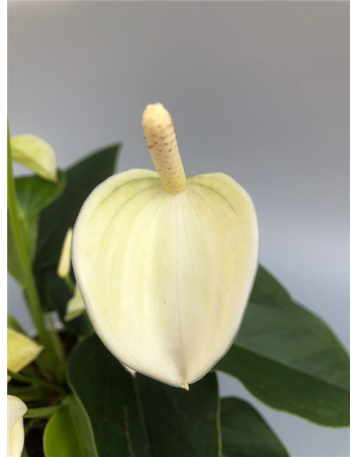 Anthurium andreanum White Champion T12