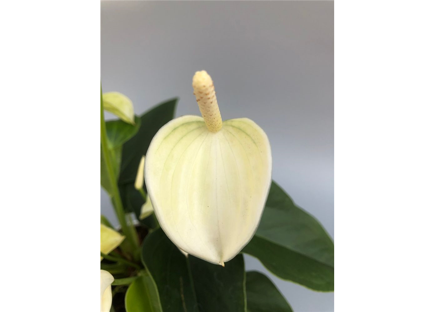 Anthurium andreanum White Champion T12