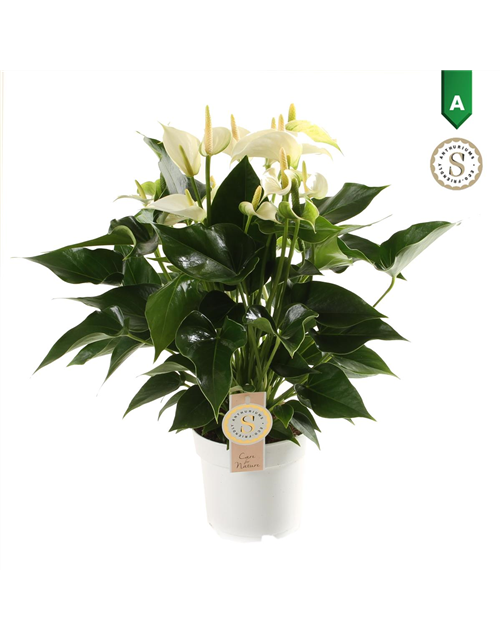 Anthurium andreanum White Champion T14