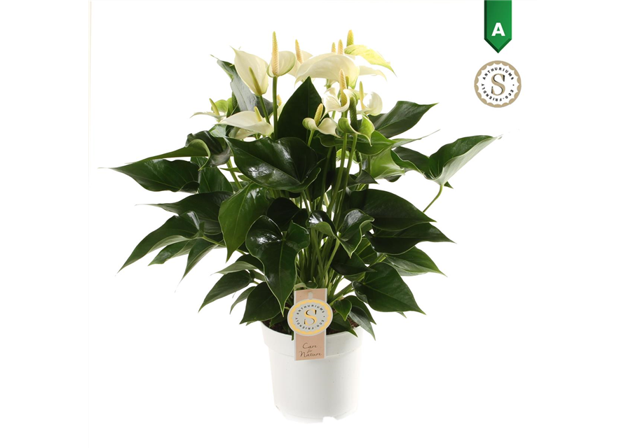 Anthurium andreanum White Champion T14