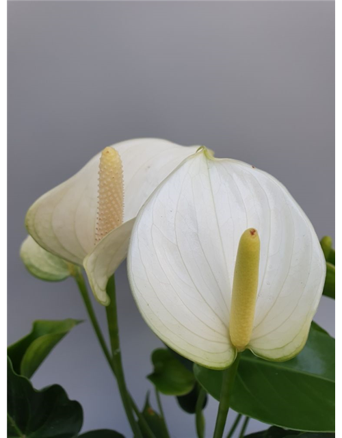 Anthurium andreanum White Champion T17