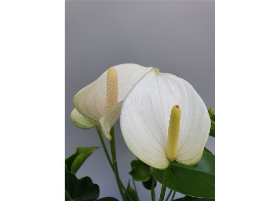 Anthurium andreanum White Champion T17