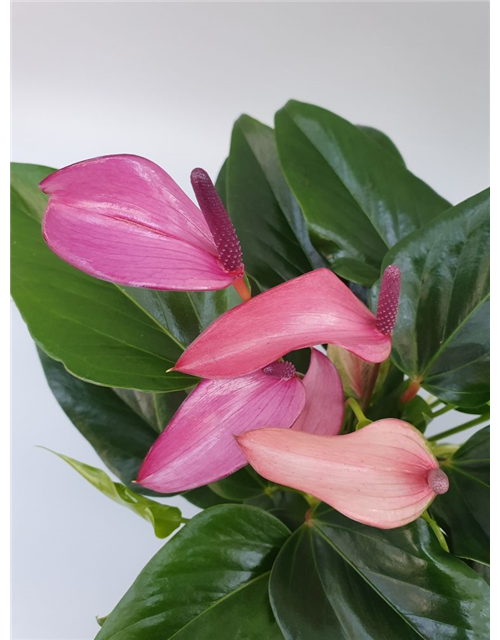 Anthurium andreanum Zizou T12