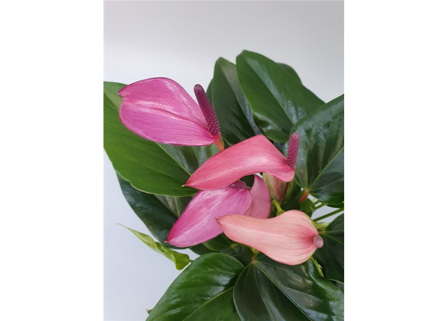 Anthurium andreanum Zizou T12