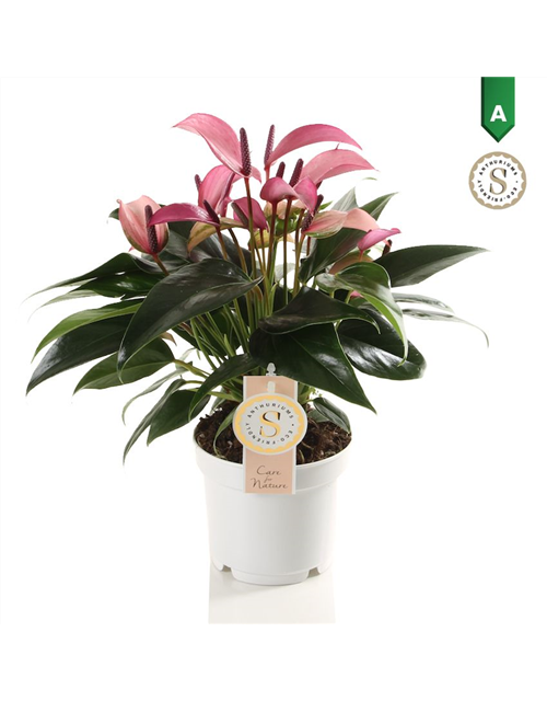 Anthurium andreanum Zizou T12