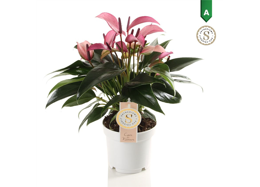 Anthurium andreanum Zizou T12