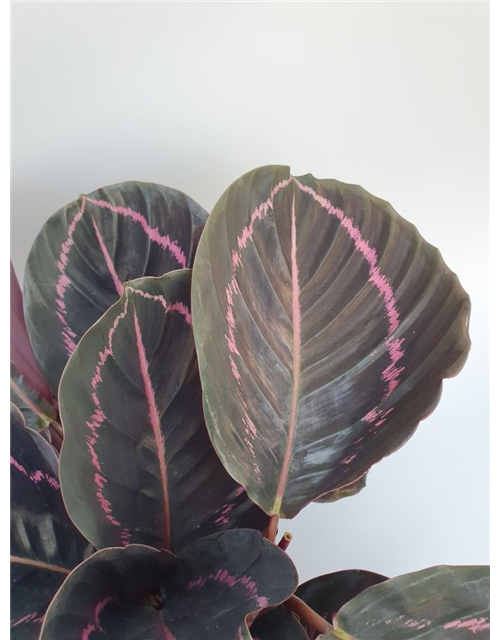 Calathea roseopicta Dottie T14