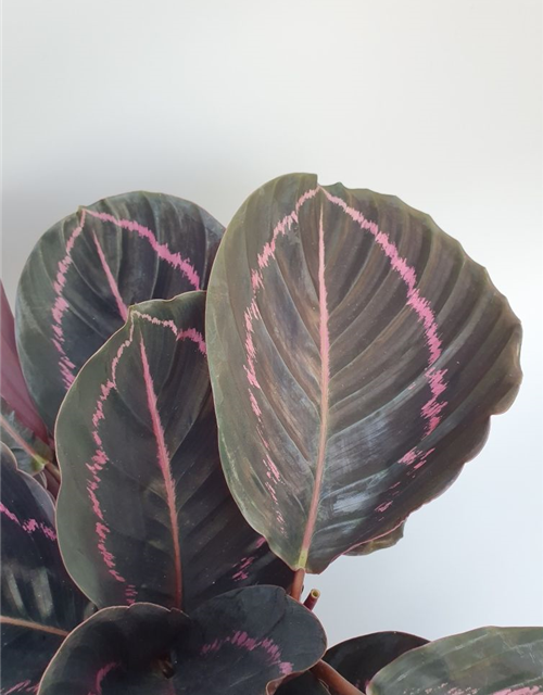 Calathea roseopicta Dottie