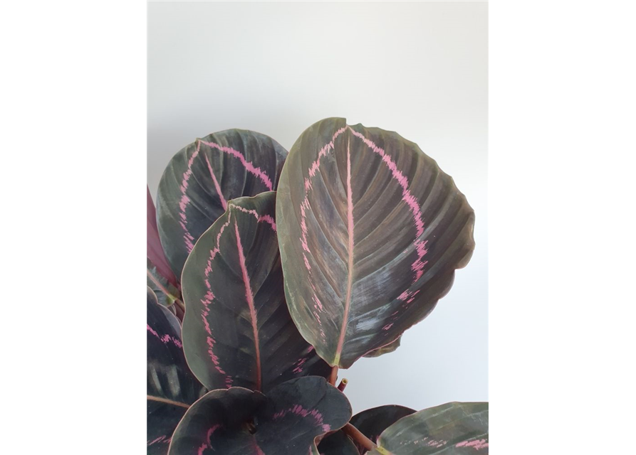 Calathea roseopicta Dottie T14