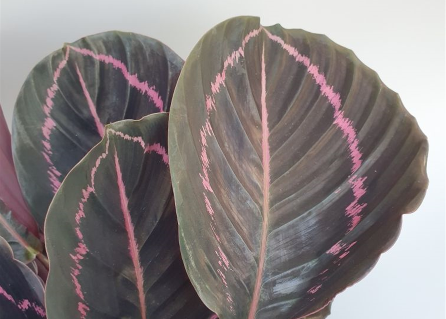 Calathea roseopicta Dottie