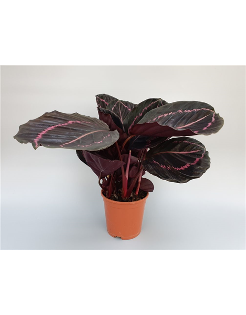 Calathea roseopicta Dottie T14