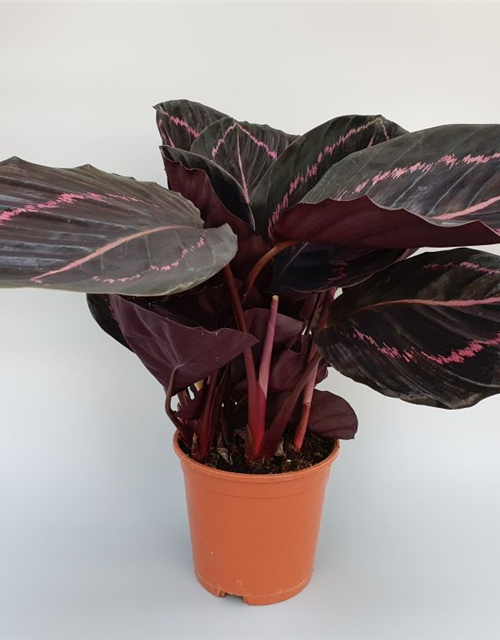 Calathea roseopicta Dottie