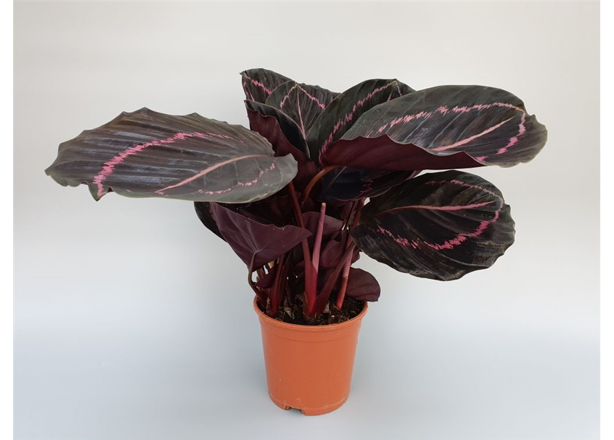 Calathea roseopicta Dottie T14