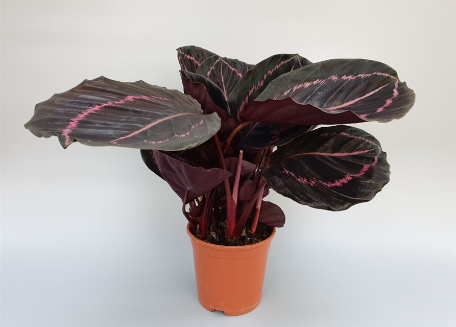 Calathea roseopicta Dottie