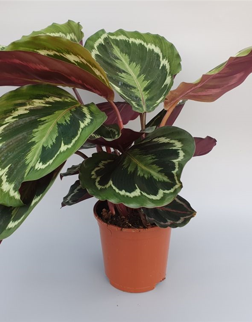 Calathea roseopicta Mix