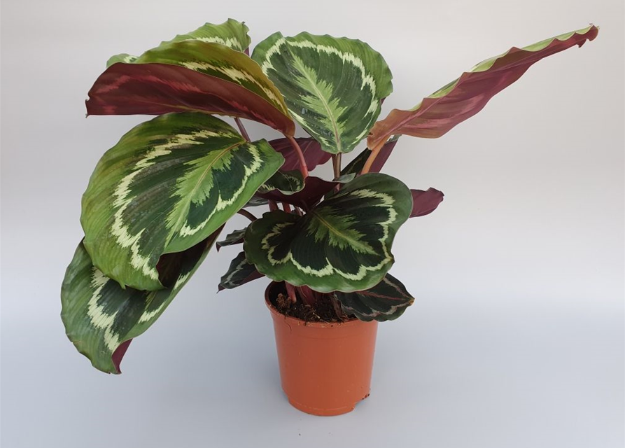 Calathea roseopicta Mix