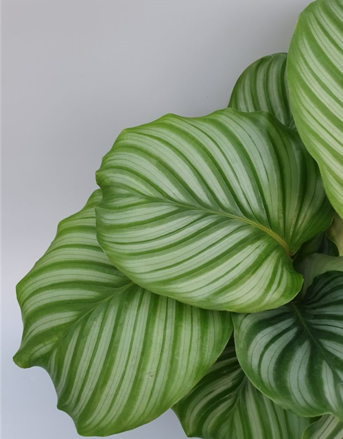 Calathea roseopicta Mix