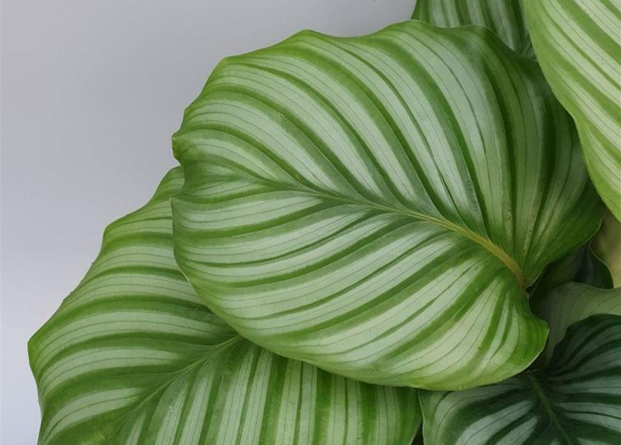 Calathea roseopicta Mix