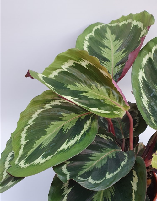 Calathea roseopicta Mix