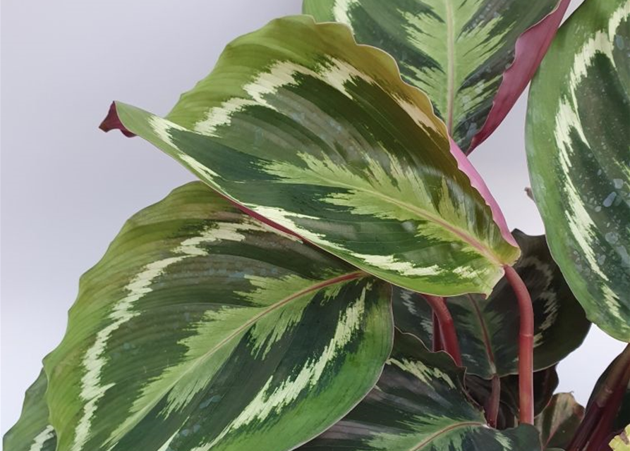 Calathea roseopicta Mix