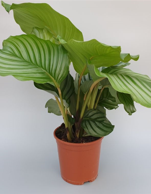 Calathea roseopicta Mix