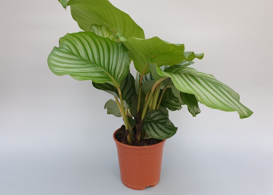 Calathea roseopicta Mix