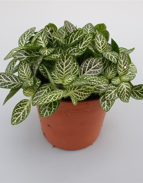 Fittonia verschaffeltii Mini