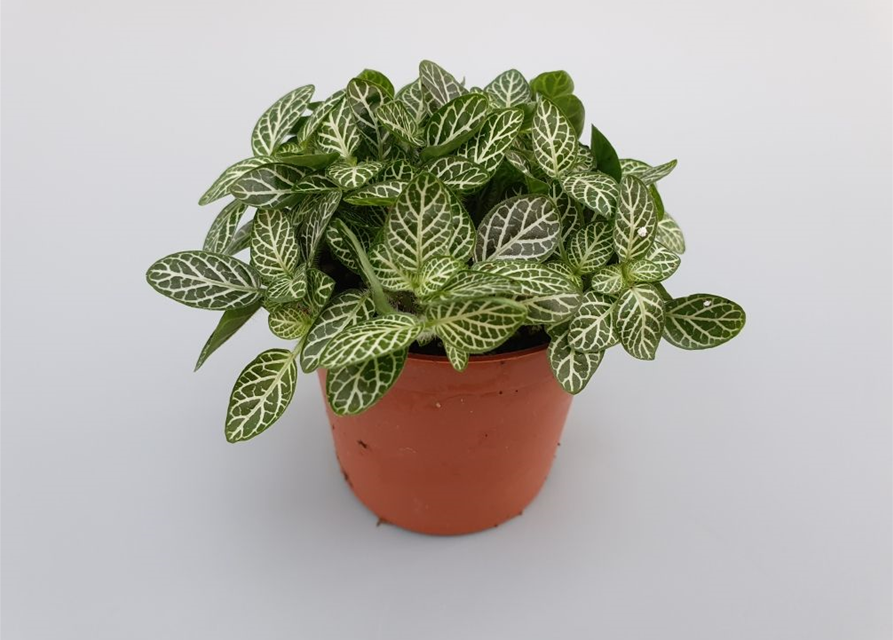 Fittonia verschaffeltii Mini