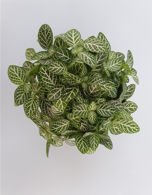 Fittonia verschaffeltii Mini