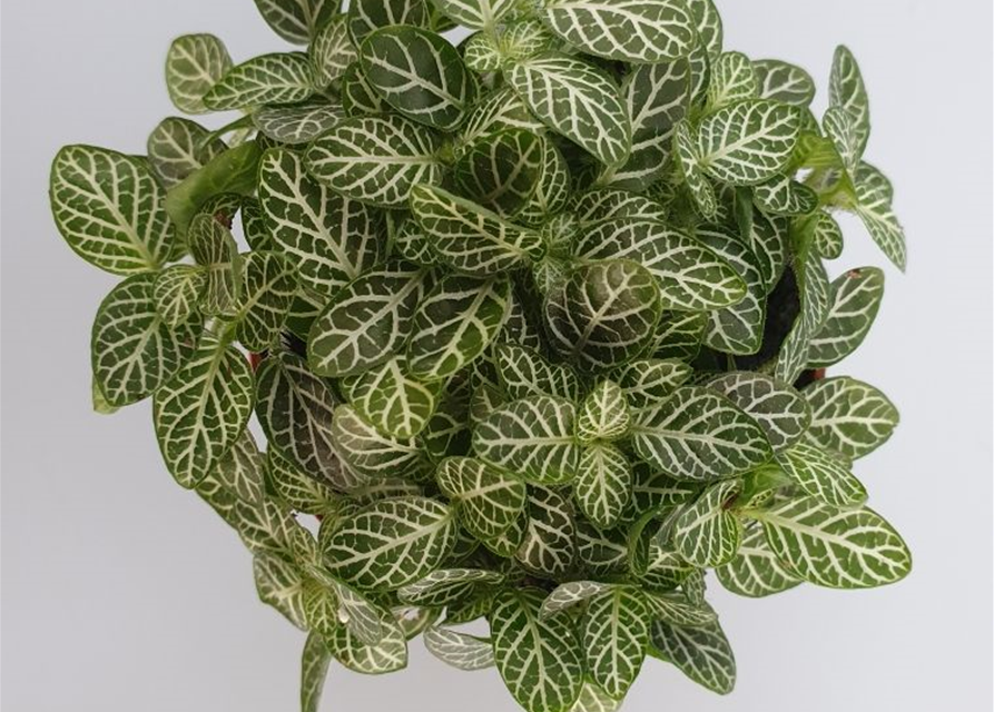 Fittonia verschaffeltii Mini