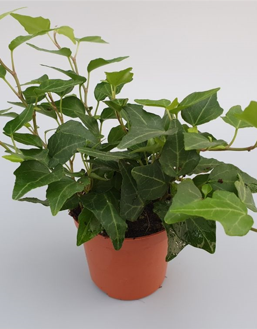 Hedera helix Green Mini