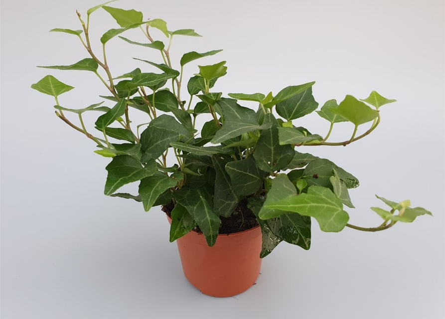 Hedera helix Green Mini