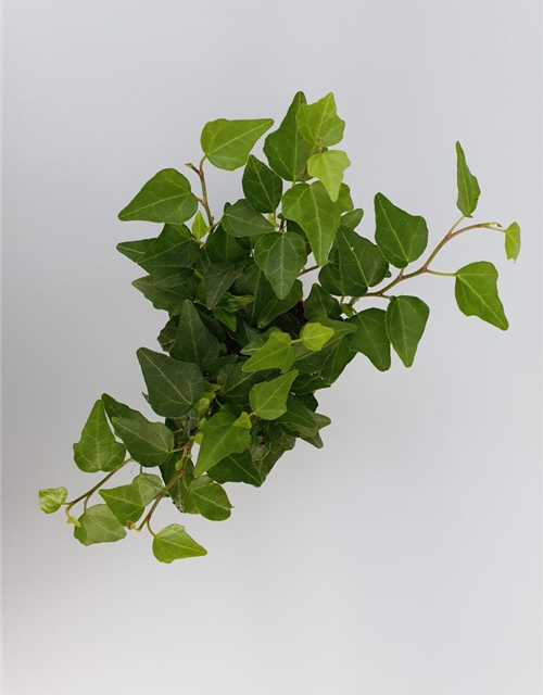 Hedera helix Green Mini