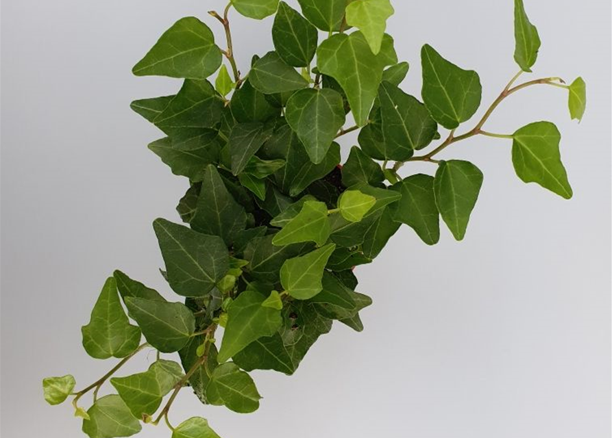 Hedera helix Green Mini