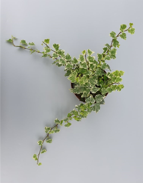 Hedera helix White Wonder ASP