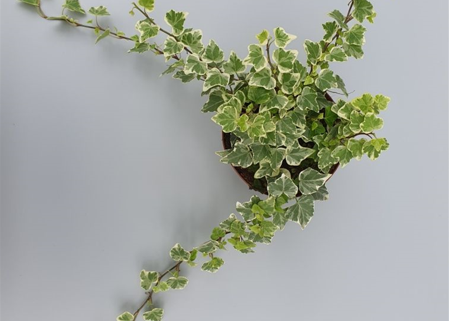 Hedera helix White Wonder ASP